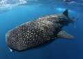   My first ever whale shark What way end year... year  